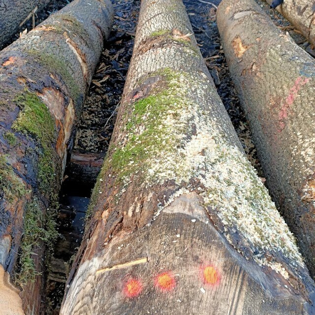 Buy European Ash Wood Oak Cypress Log Iroko Logs from CHYR PERNG CO ...