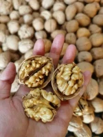 Export Quality Raw China Xinjiang Walnut in Shell Walnuts Nuts