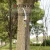 Extentool customize tree pruner 5.4m/18FT telescopic pole pruner with saw