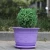 Import Factory wholesale wave lace lotus PP resin plastic potted flower pot with tray from China