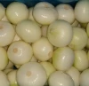 fredh peeled onion