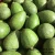 Import Fresh Avocados from Vietnam