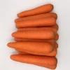 fresh carrot size s m l 2l 3l ,fresh carrot price  hot sale