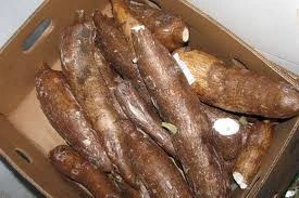 fresh cassava from AFRICA CAMEROON