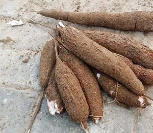 Fresh Cassava / Tapioca / Manioc / Yucca Roots / Casabe For Sale