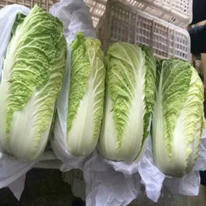 Fresh Celery Cabbage /CELERY CABBAGE/New harvest fresh celery cabbage