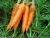 Import fresh cheap carrot in China with OEM quality from China