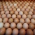 Import Fresh Chicken/ White Shell Egg Available at Cheap Price from United Kingdom