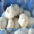 Fresh garlic and ginger to garlic buyer from Saudi Arab, Kenya, EGYPT