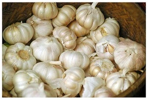 FRESH GARLIC EXPORT STANDARD PRICE FOR SALE HIGH QUALITY WITH BEST PRICE FOR YOU