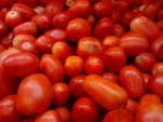 Fresh organic tomatoes from the farm