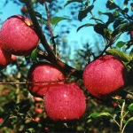 Fresh Red Qinguan apple with best price for export