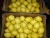 Import Fresh Seedless Lemons (Citrus Lemon) from South Africa