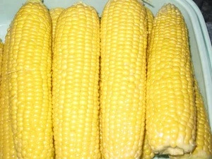 Fresh Sweet Corn/ Fresh Corn