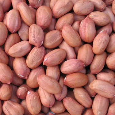 Good Quality Raw Peanuts,Roasted, Blanched Peanuts