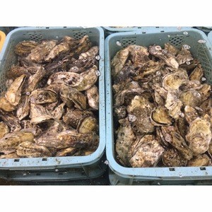 Good quality sea fish delicious alive 1 year oyster in shell