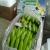 Import GREEN and FRESH BANANAS!!! from Ecuador
