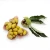 Import Green Healthy Frozen Fresh Peeled Raw Bulk Chestnuts For Sale from China