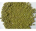 Green Mung Beans / Vigna Beans/ Organic Mung Beans for sale