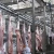 Halal Meat Slaughter Process Camel With Quality Abattoir Machine