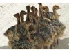 Healthy Vaccinated Ostrich Chicks