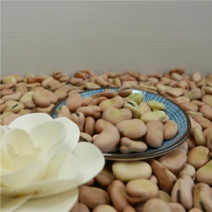 High Quality Broad Bean Fava Bean horse beans
