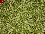 High Quality Green Mug Beans Fresh And Dried Mug Beans Lima Beans