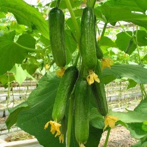 High Yield Mini Cucumber Hybrid Seeds For Cultivation