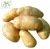 Holland Potato