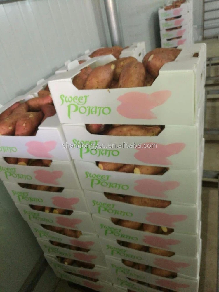 hot sale different variety Chinese dried fresh sweet potato
