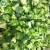 Import Hot-sale grade A fresh organic vegetables frozen broccoli from China