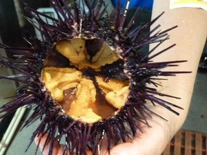 Hot sale Sea Urchin competitive price