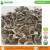Import Huge Demand Organic Moringa Seeds at Bulk Price from Cambodia