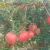 Import India Pomegranate Fruits for Thailand Malaysia Singapore Vietnam 2020 CROP from India