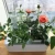 Import indoor outdoor plants from China
