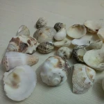 inflatable sea shell / sea shell craft used