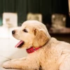 Luxury adjustable vegan pet accessories leather dog collar