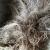 Import M and Y grade abaca fiber philippine nature fiber lower grade quality from Philippines