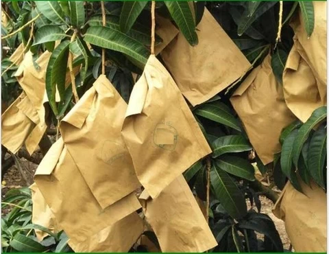 mango fruit protecting  bag paper