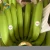 Import New Arrivals New Product Wholesale Cheap Price Eco Friendly Fresh Banana Export from Vietnam