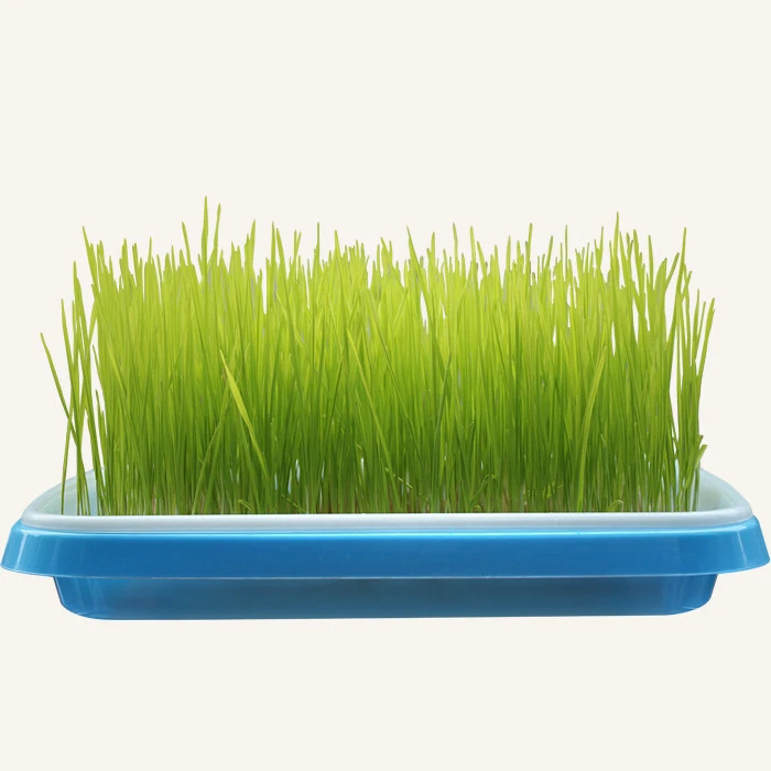 New products plastic trays agriculture hydroponic trays groyw tray