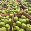 New season green shandong pear  fresh crown pear ya pear