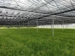 Newest Design Top Quality Multi-span Plastic Film Transparent Greenhouse