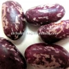 Organic purple speckled kidney bean