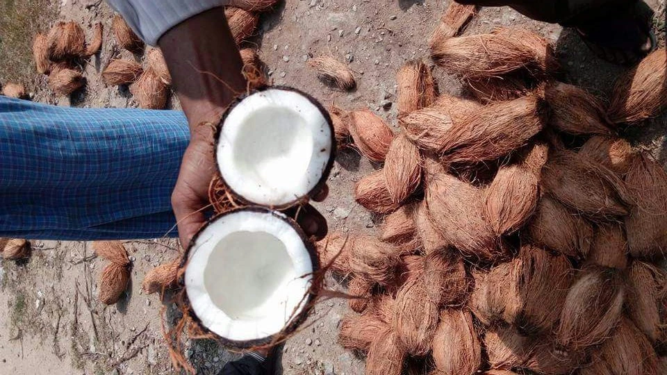 Pollachi Coconut - Top Quality - Cheap Price