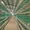 Poultry layer battery chicken cage for Nigeria Kenya South Africa Tanzania Uganda farm