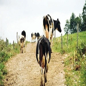 Pregnant Dutch Holstein Heifers/Holstein heifers / Friesian cattle , Aberdeen Angus Fattening Beef,Live Dairy Cows