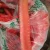 Import Premium New Crop Chinese Red Fresh Carrot For Hot Sale from China