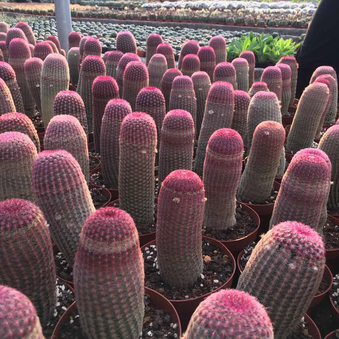 purple sun cactus plant  rainbow cactus thailand cactus 15-20 cm