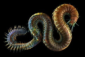 Sea worms